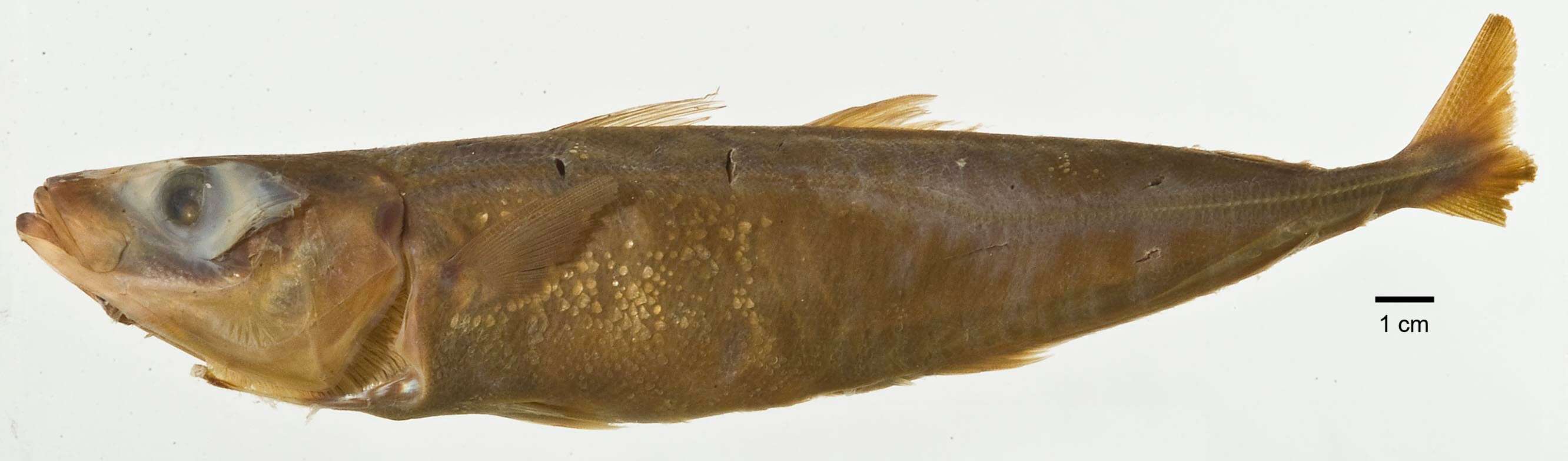Image of Cherootfish
