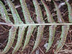 Image of Kunth's hacksaw fern