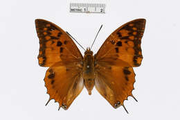 Imagem de Charaxes lasti Grose-Smith 1889