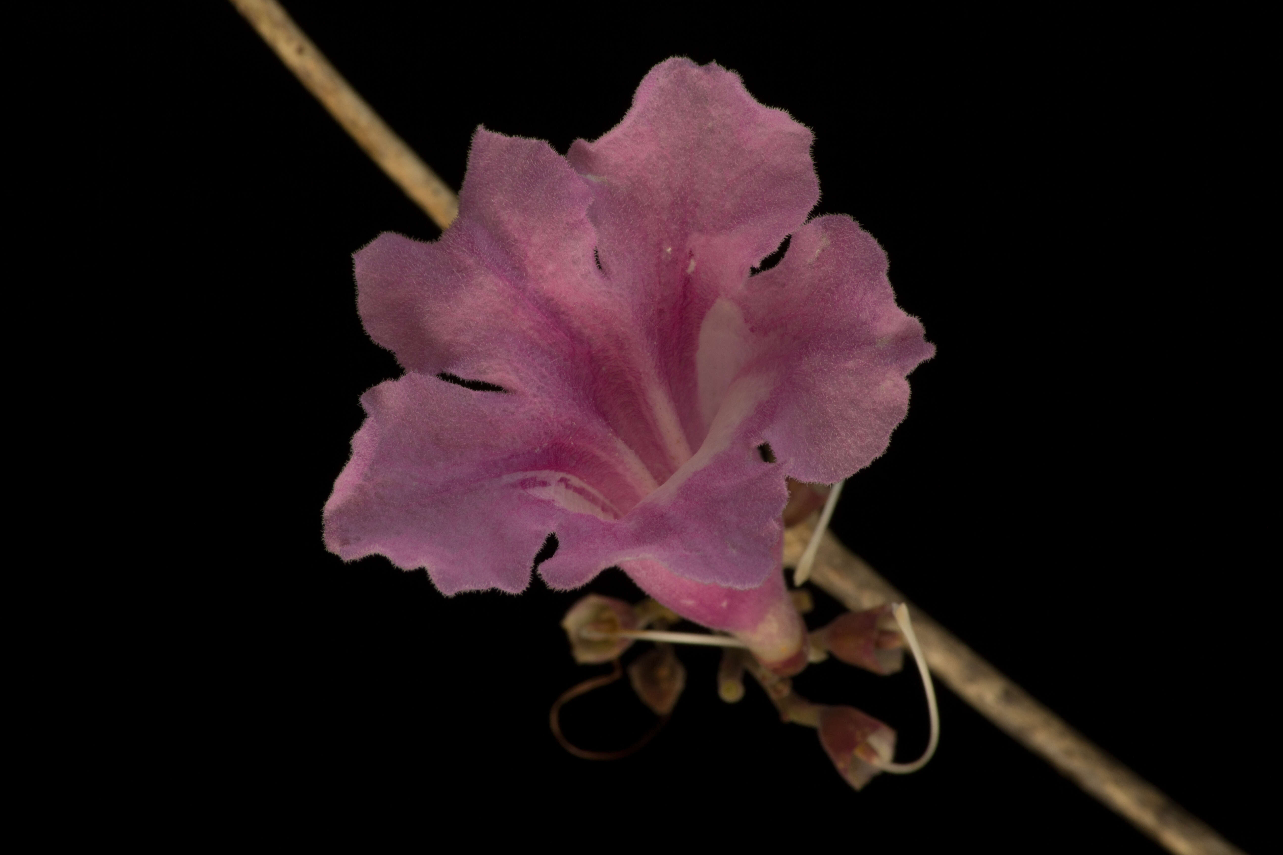 Image of Fridericia mollissima (Kunth) L. G. Lohmann