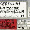 Image of Ceresium unicolor marshallum Gressitt 1956