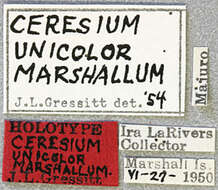 Image of Ceresium unicolor marshallum Gressitt 1956