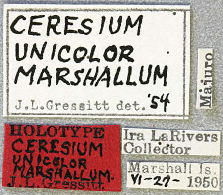 Image of Ceresium unicolor marshallum Gressitt 1956