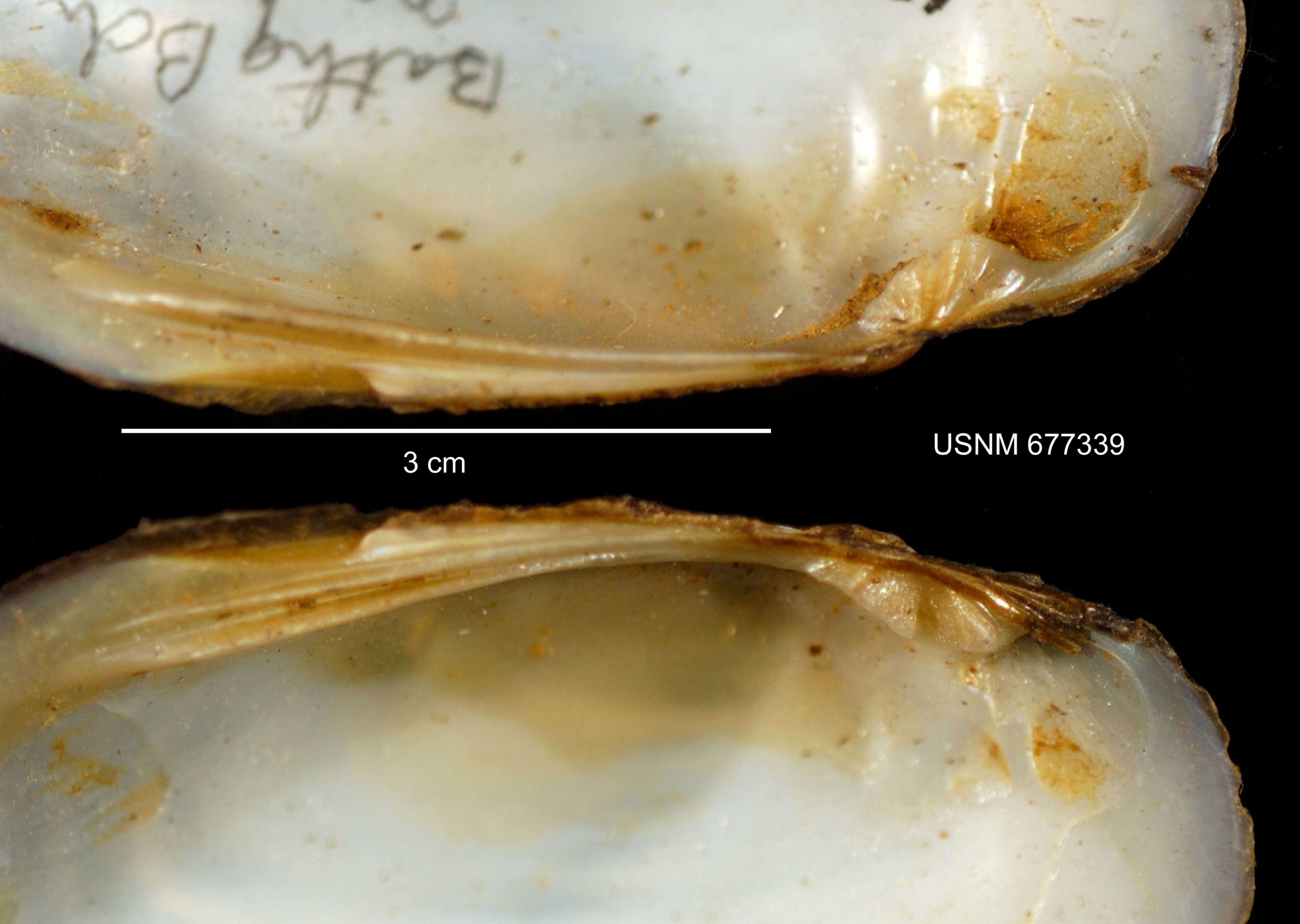 Image of Elliptio complanata (Lightfoot 1786)