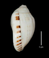 Image of Casmaria erinaceus (Linnaeus 1758)