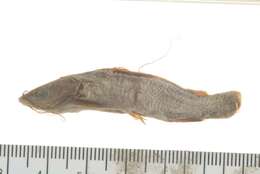 Image of Twospot catfish