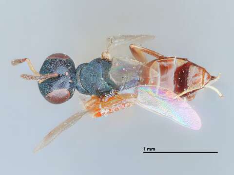 Image de Allotropa scutellata Muesebeck 1954