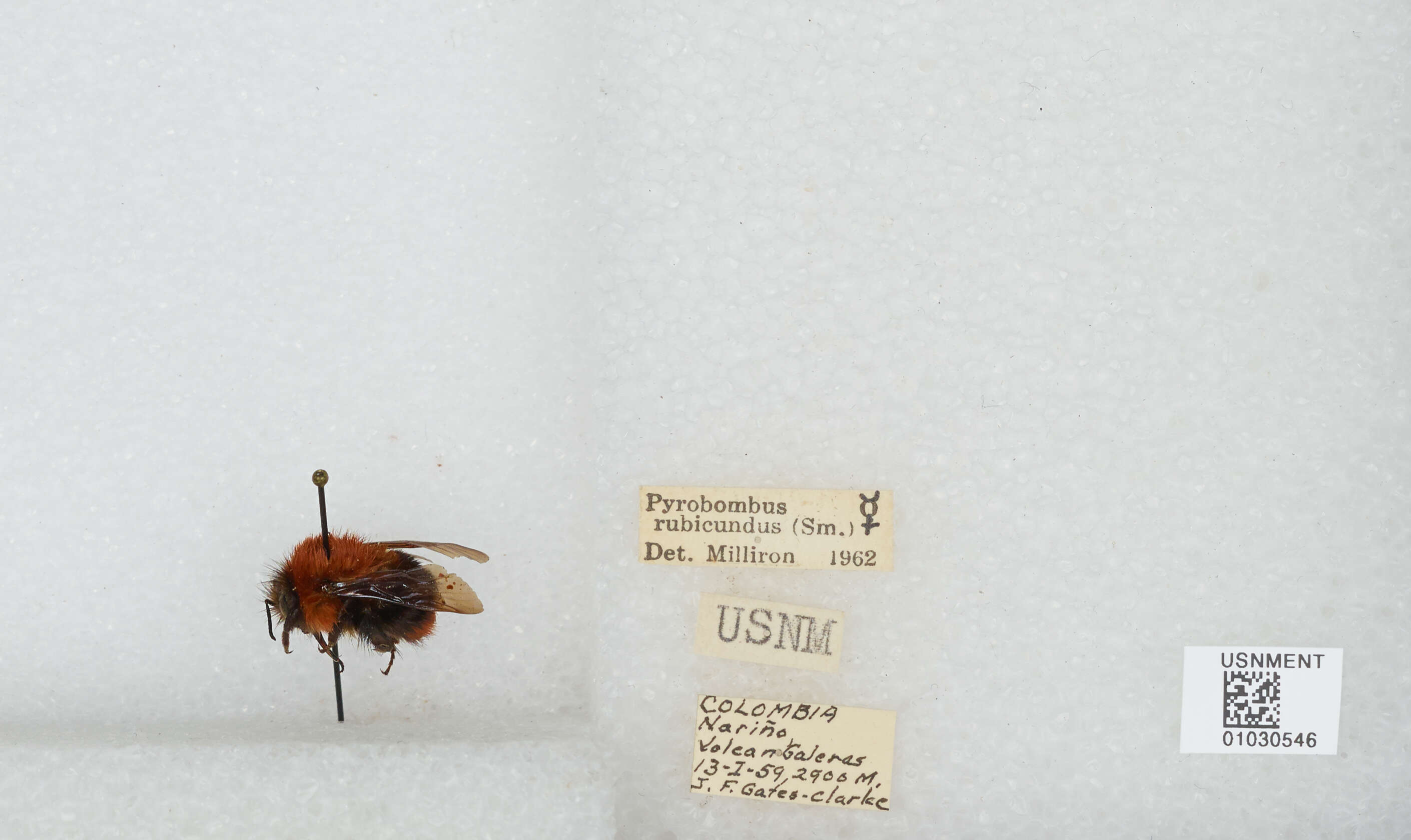 Sivun Bombus rubicundus Smith 1854 kuva