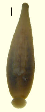 Image of Desserobdella cryptobranchii (Johnson & Klemm 1977)