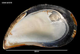 Image of Chilean blue mussel