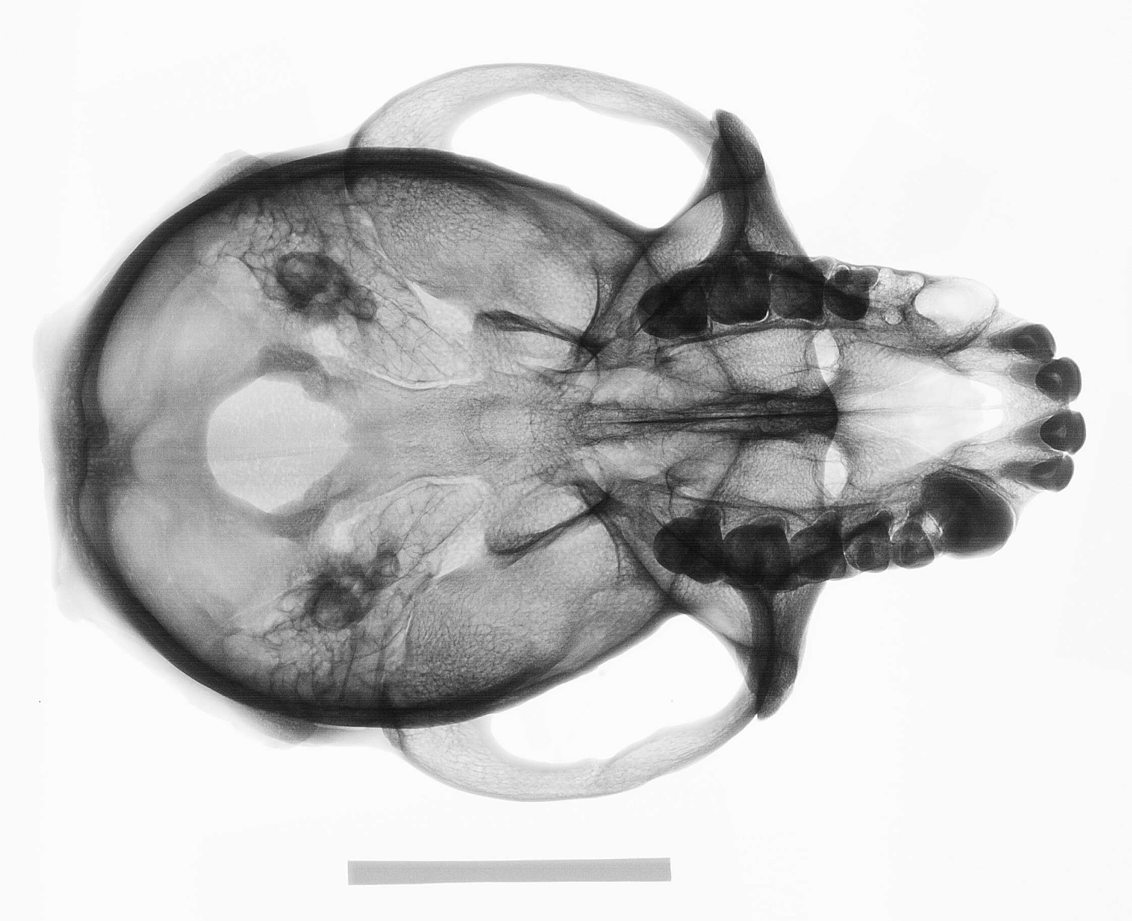 Macaca arctoides (I. Geoffroy Saint-Hilaire 1831) resmi