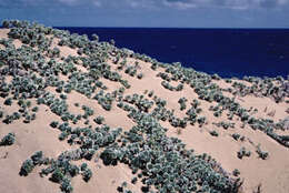 Image of Polynesian heliotrope