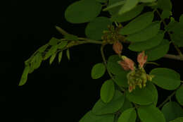 Indigofera lancifolia Rydb.的圖片