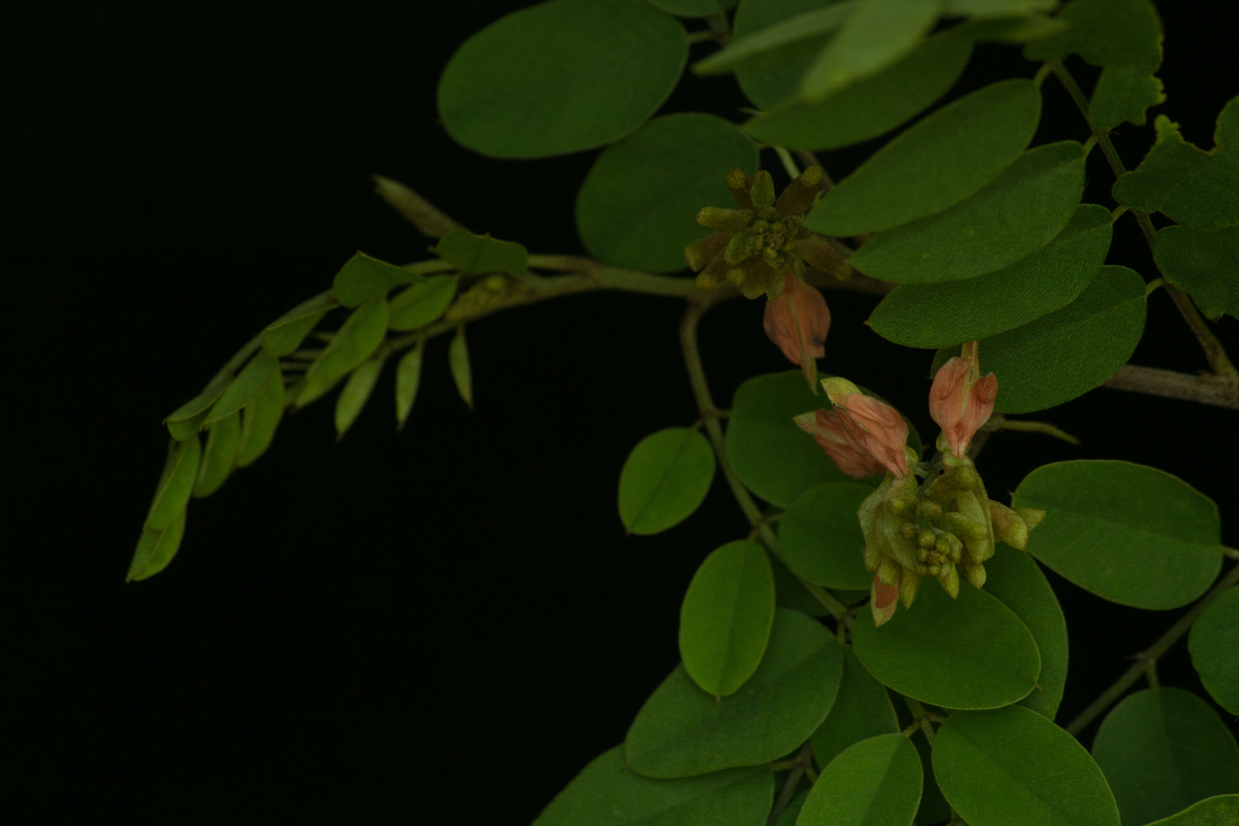 Indigofera lancifolia Rydb.的圖片