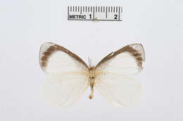 Image of Elodina argypheus Grose-Smith & Kirby 1890