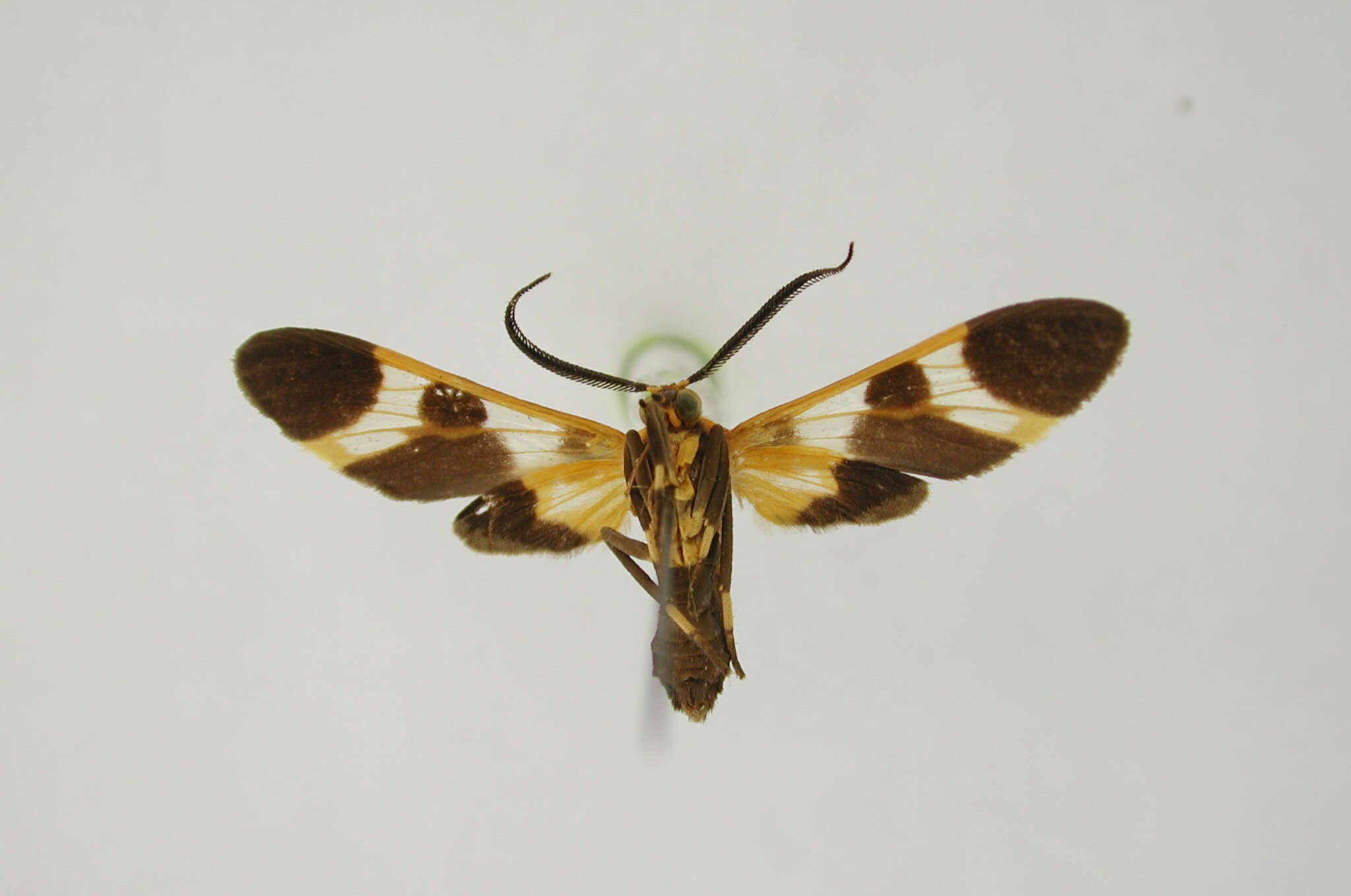 Image of Dycladia basimacula Schaus 1924