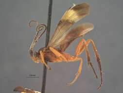 Image of Zelomorpha Ashmead 1900