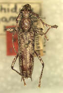 Image of Elaphidion cayamae Fisher 1932