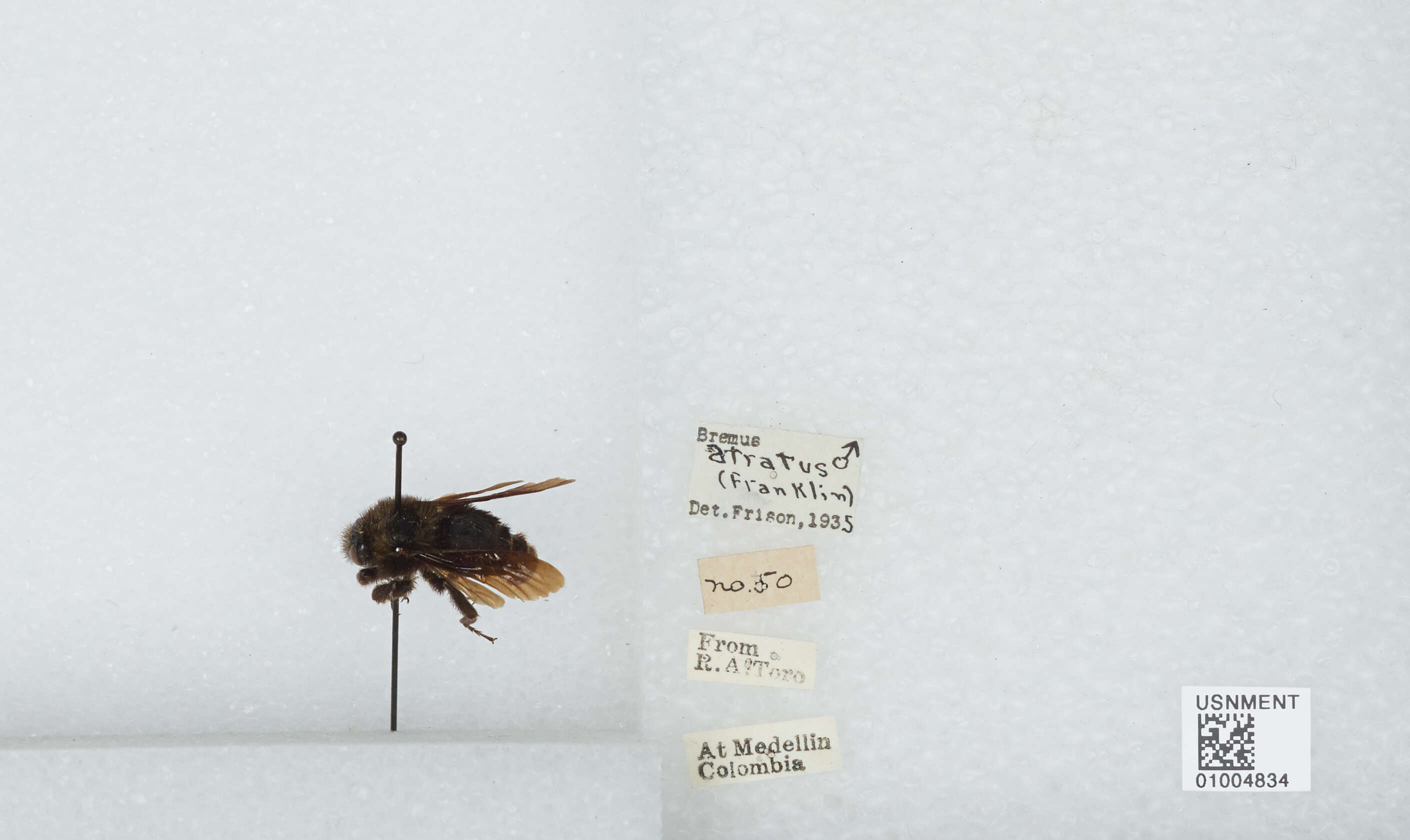 Image of Bombus pauloensis Friese 1912