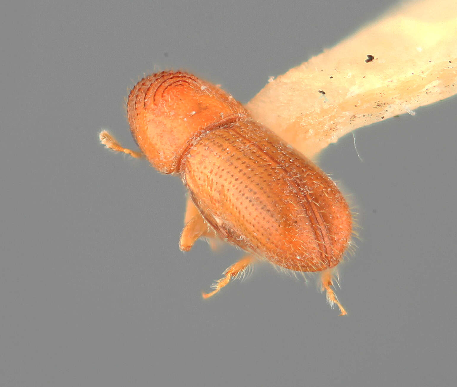 Image of Pityophthorus burserae Wood 1976