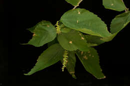 Image of Acalypha schiedeana Schltdl.