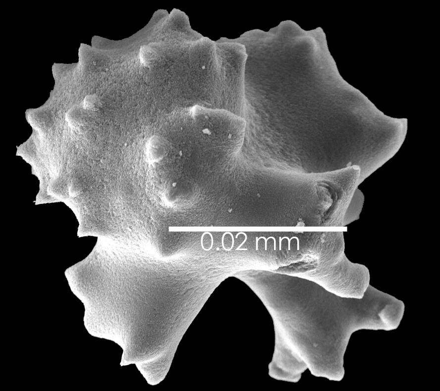 Image of Pleurocorallium niveum (Bayer 1956)