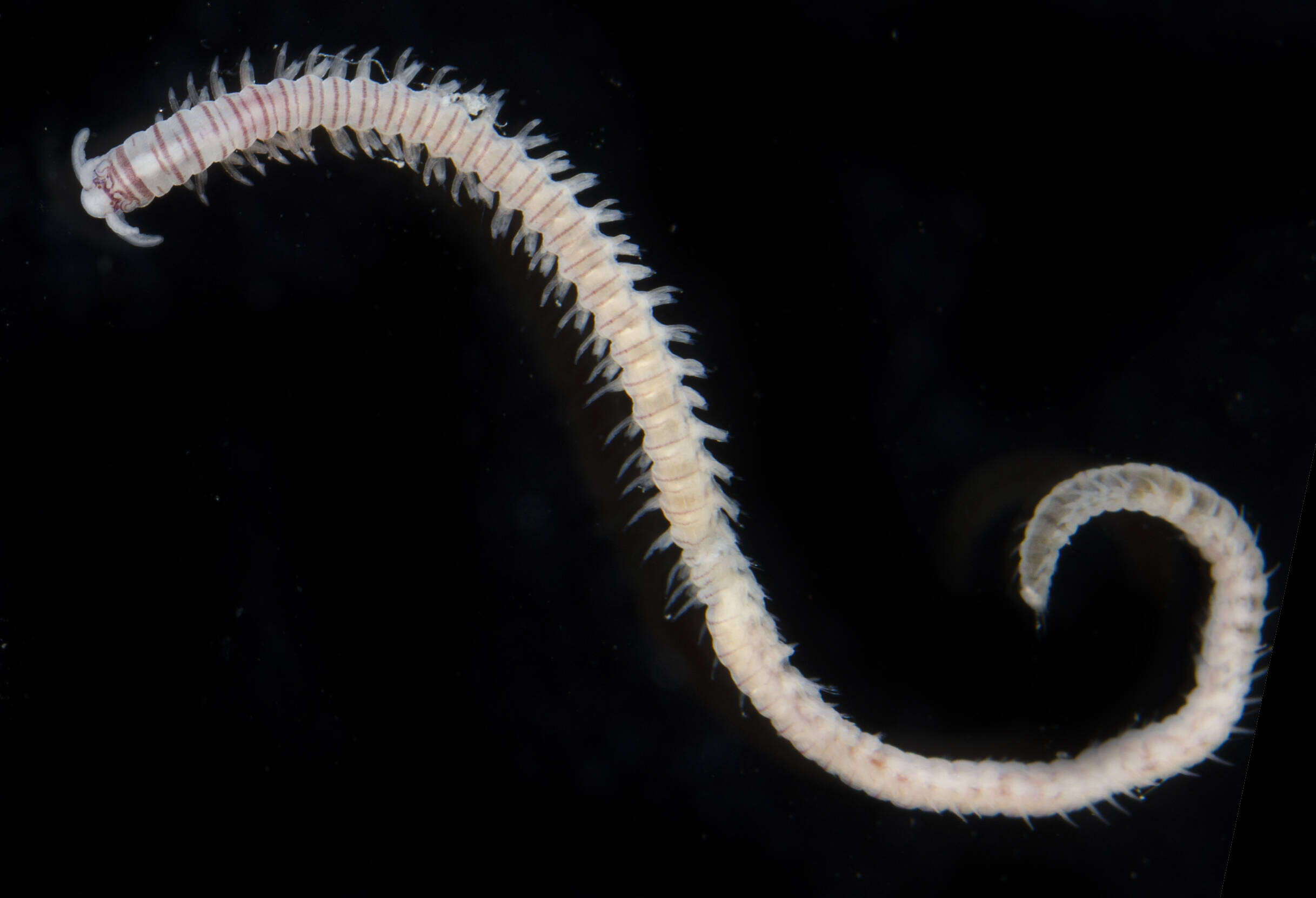 Image of Dorvillea sociabilis (Webster 1879)