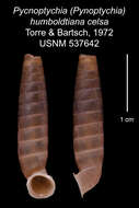 Image of <i>Pycnoptychia humboldtiana celsa</i> Torre & Bartsch