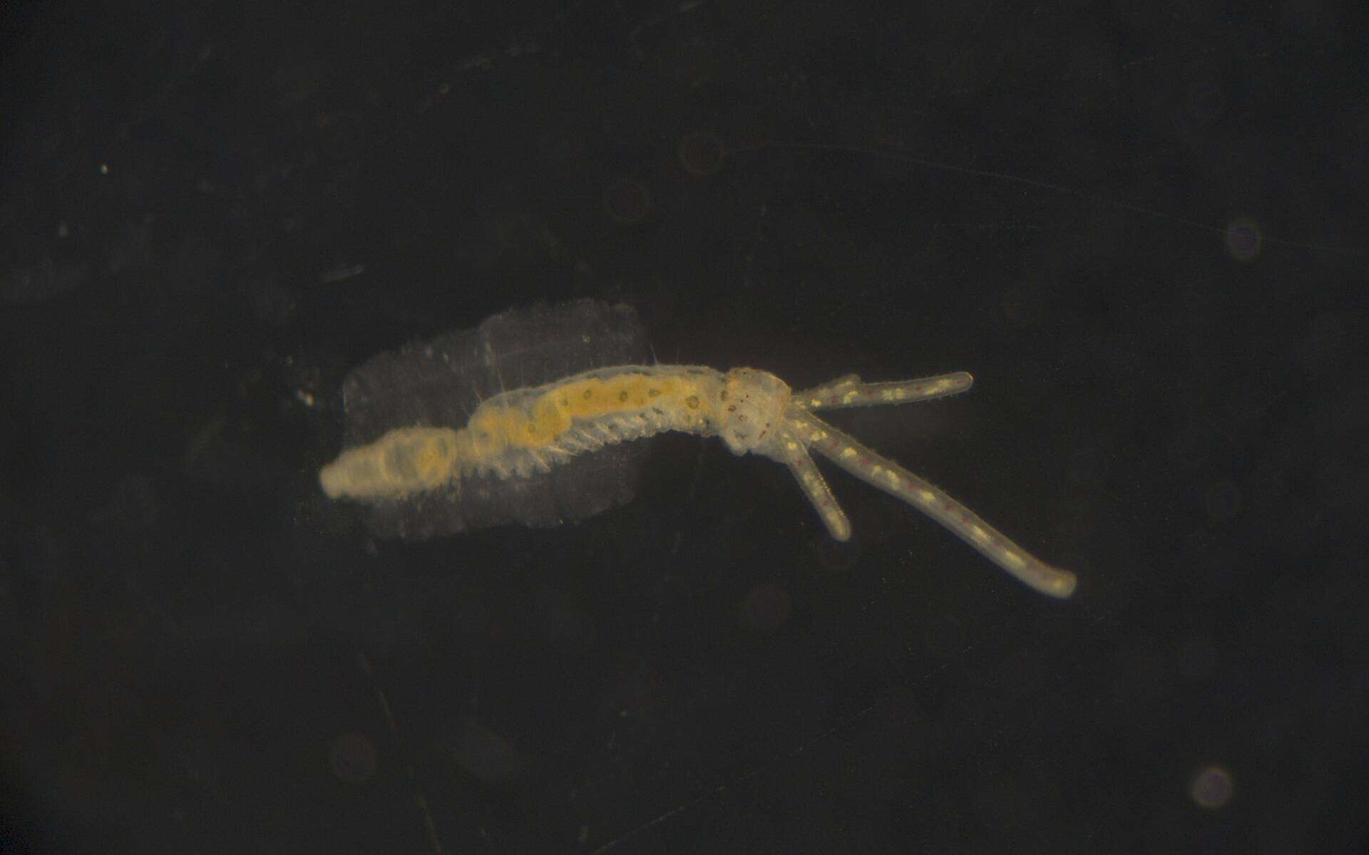 Image de Terebellidae