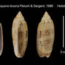 Image of Oliva sayana texana