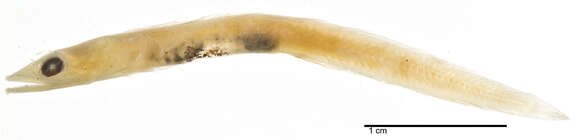 Image of Yellow-mouth pikeblenny