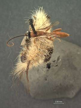 Image of Hyposoter rubiginosus Cushman 1924