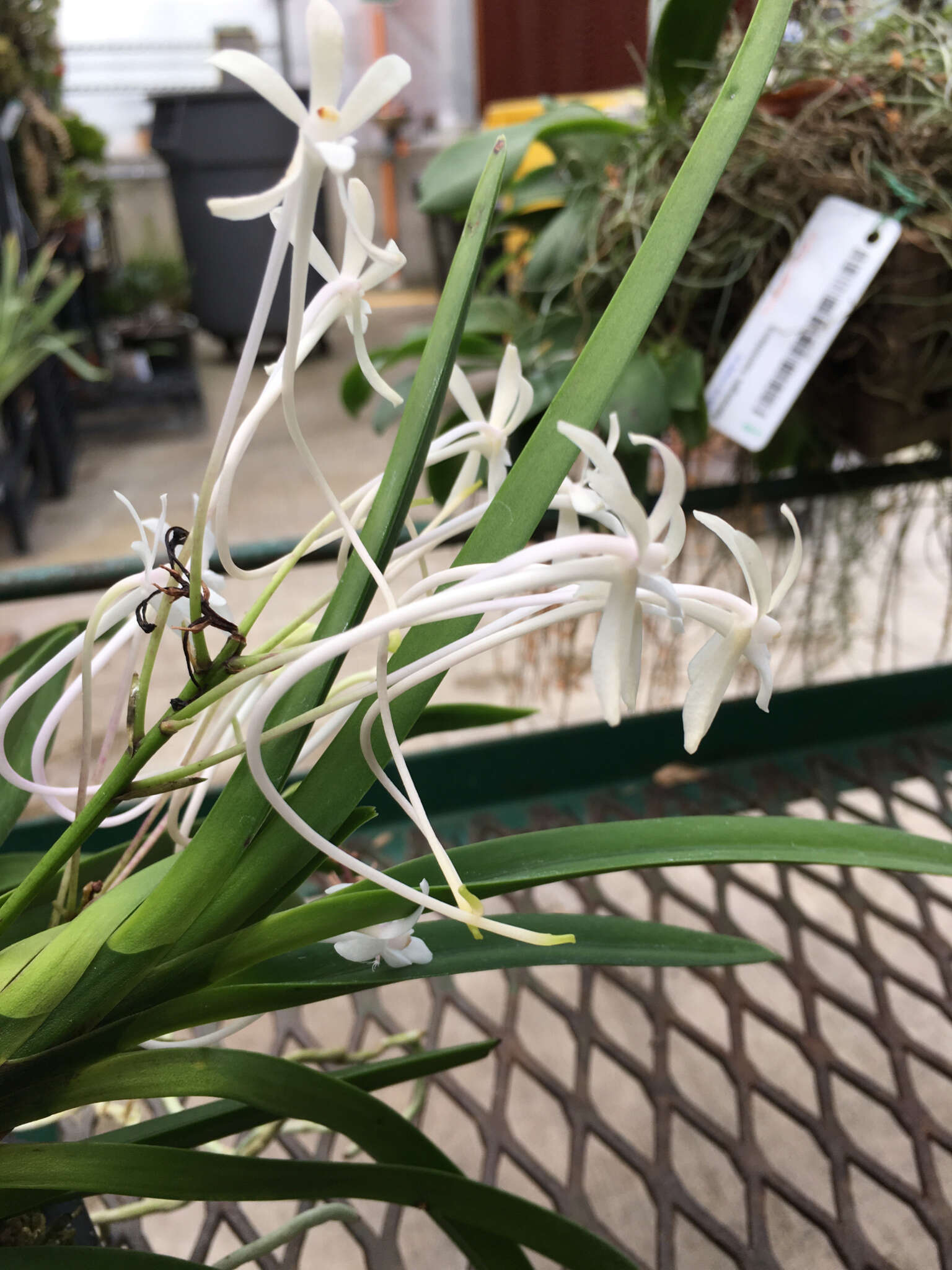 Image of Vanda falcata (Thunb.) Beer