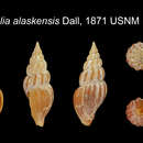 Image of Propebela alaskensis (Dall 1871)