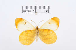 Image of Moroccan Orange Tip