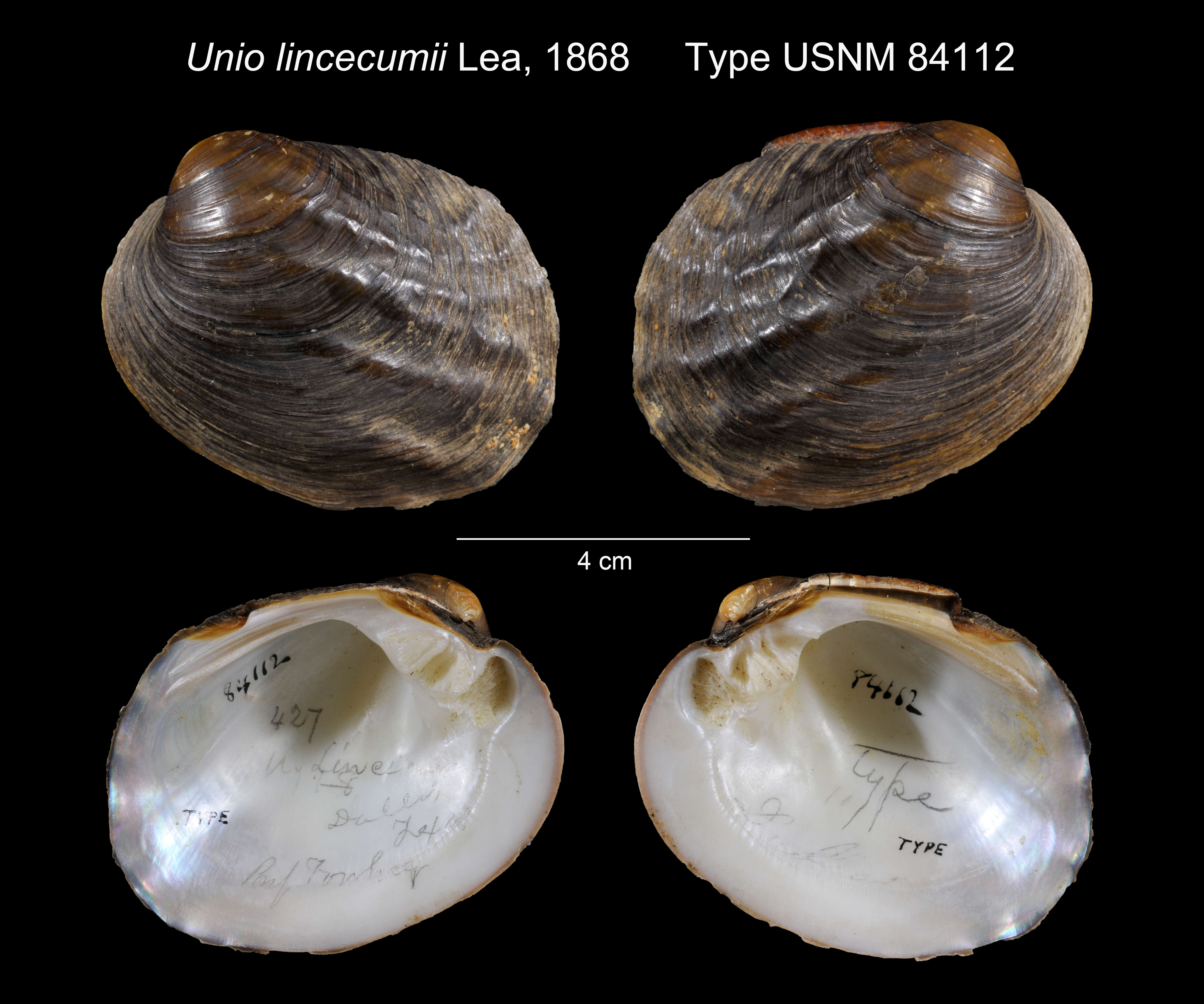 Image of Unio lincecumii I. Lea 1868