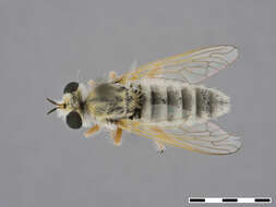 Image de Prytanomyia