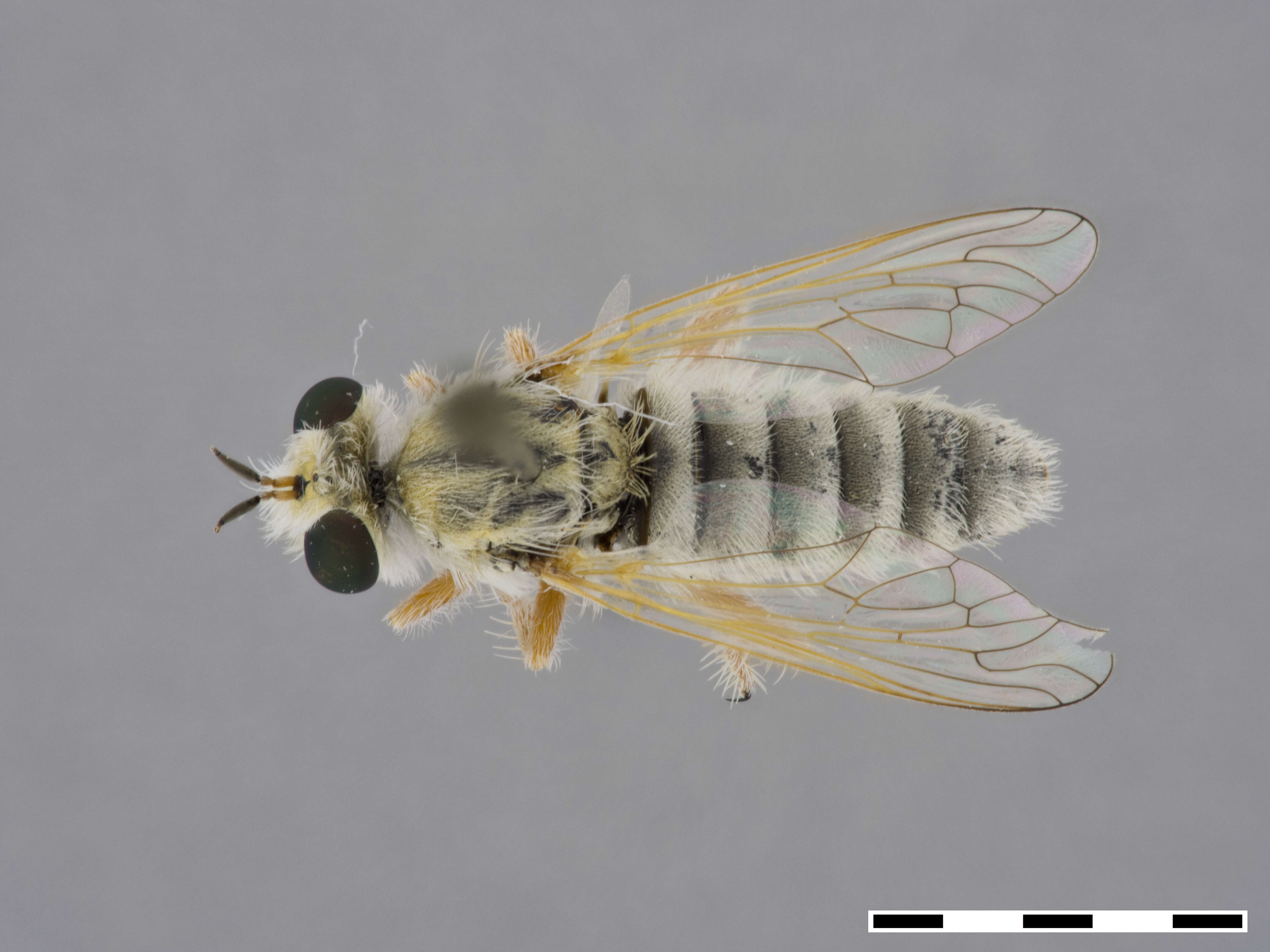 Image de Prytanomyia