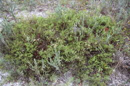 Image of Woody wireweed
