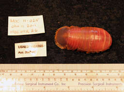 Image of Giant Isopods