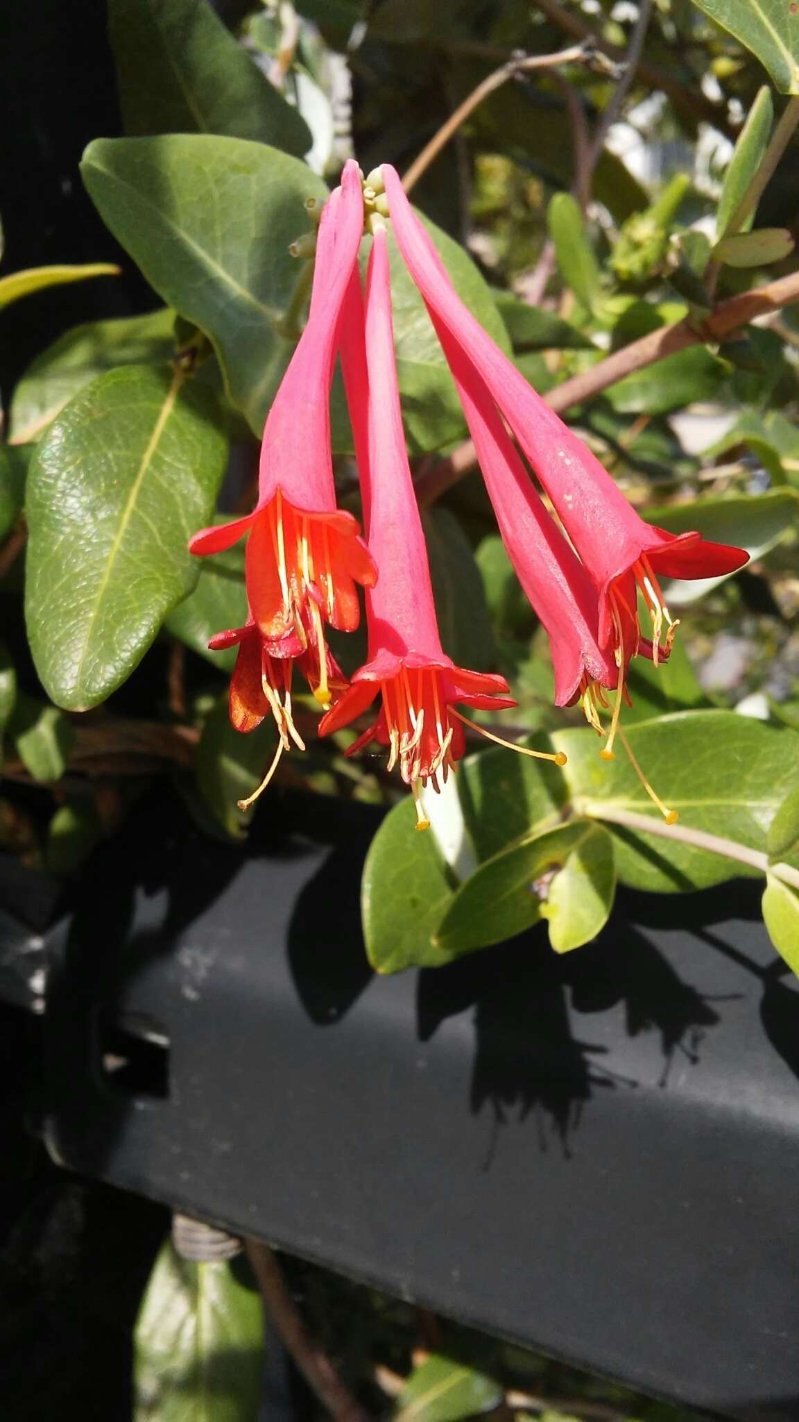 Image of trumpet honeysuckle