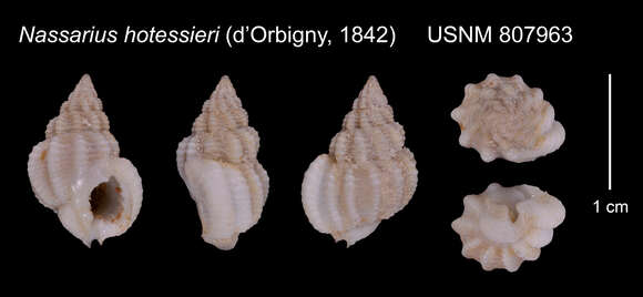 Plancia ëd Phrontis hotessieriana (d'Orbigny 1842)