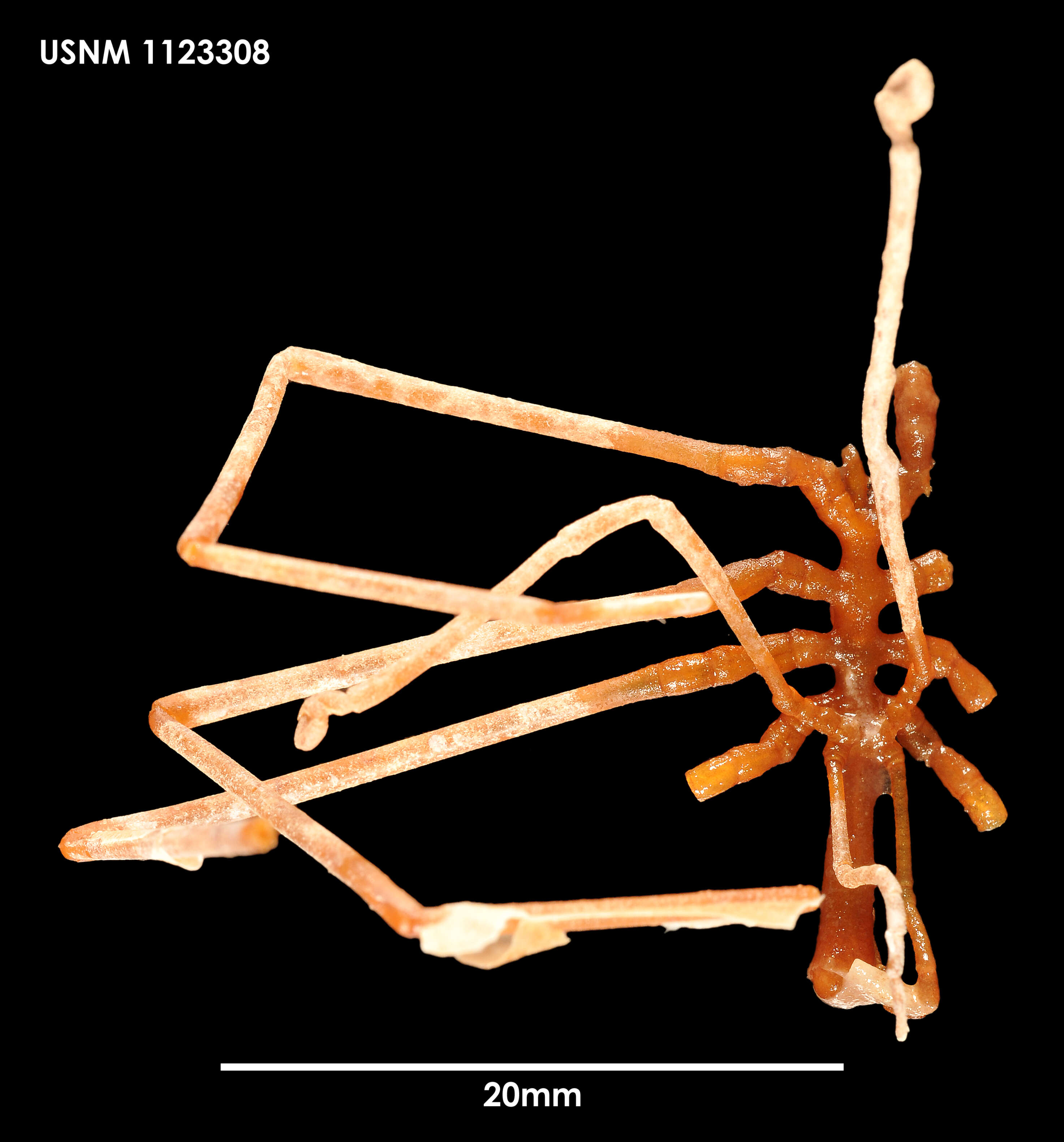 Image of Colossendeis stramenti Fry & Hedgpeth 1969