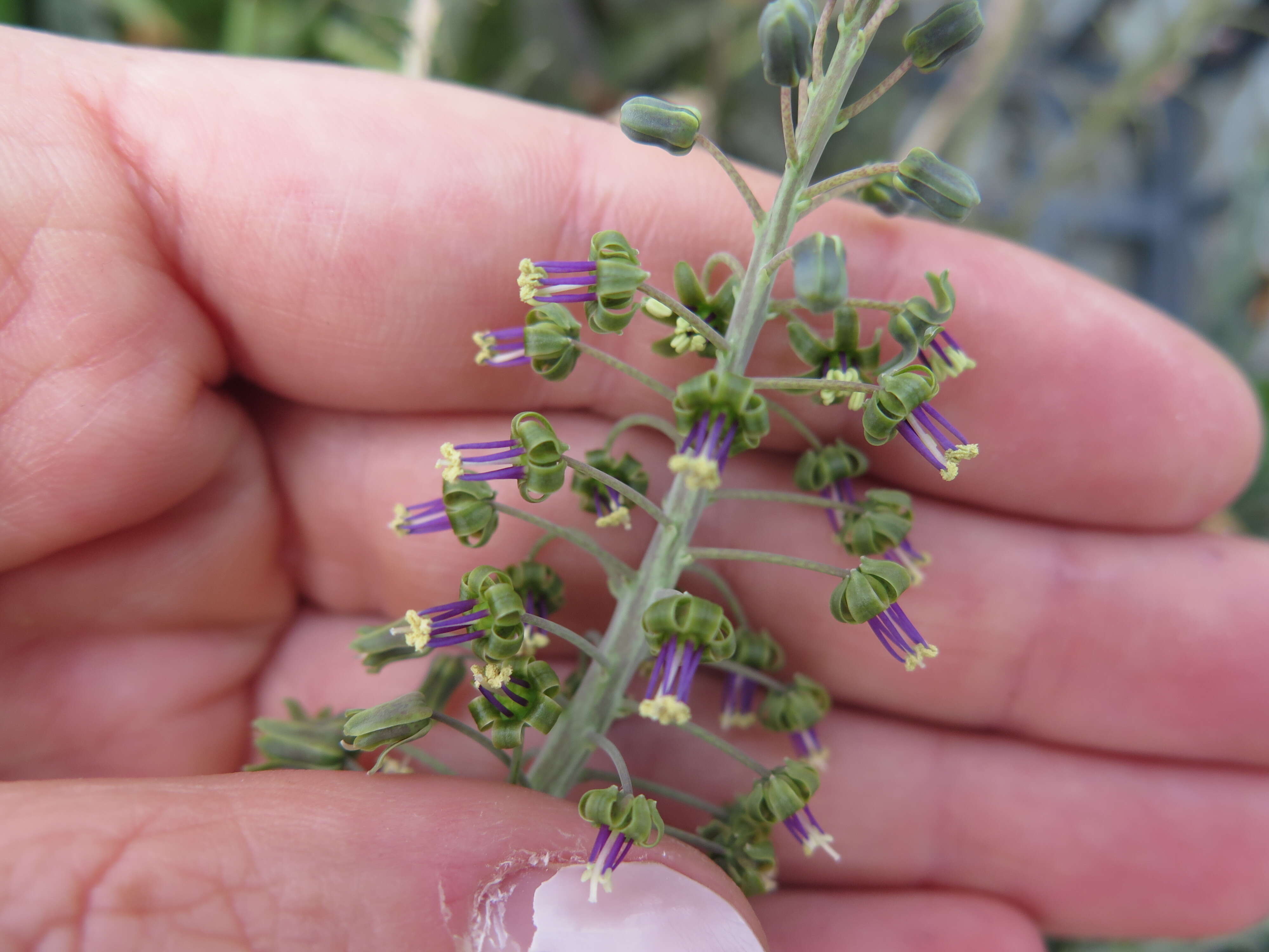 Image of Common Ledebouria