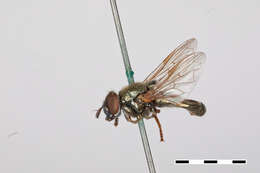 Image of Chrysogaster stigmatus Williston