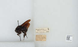 Image of Bombus morio (Swederus 1787)