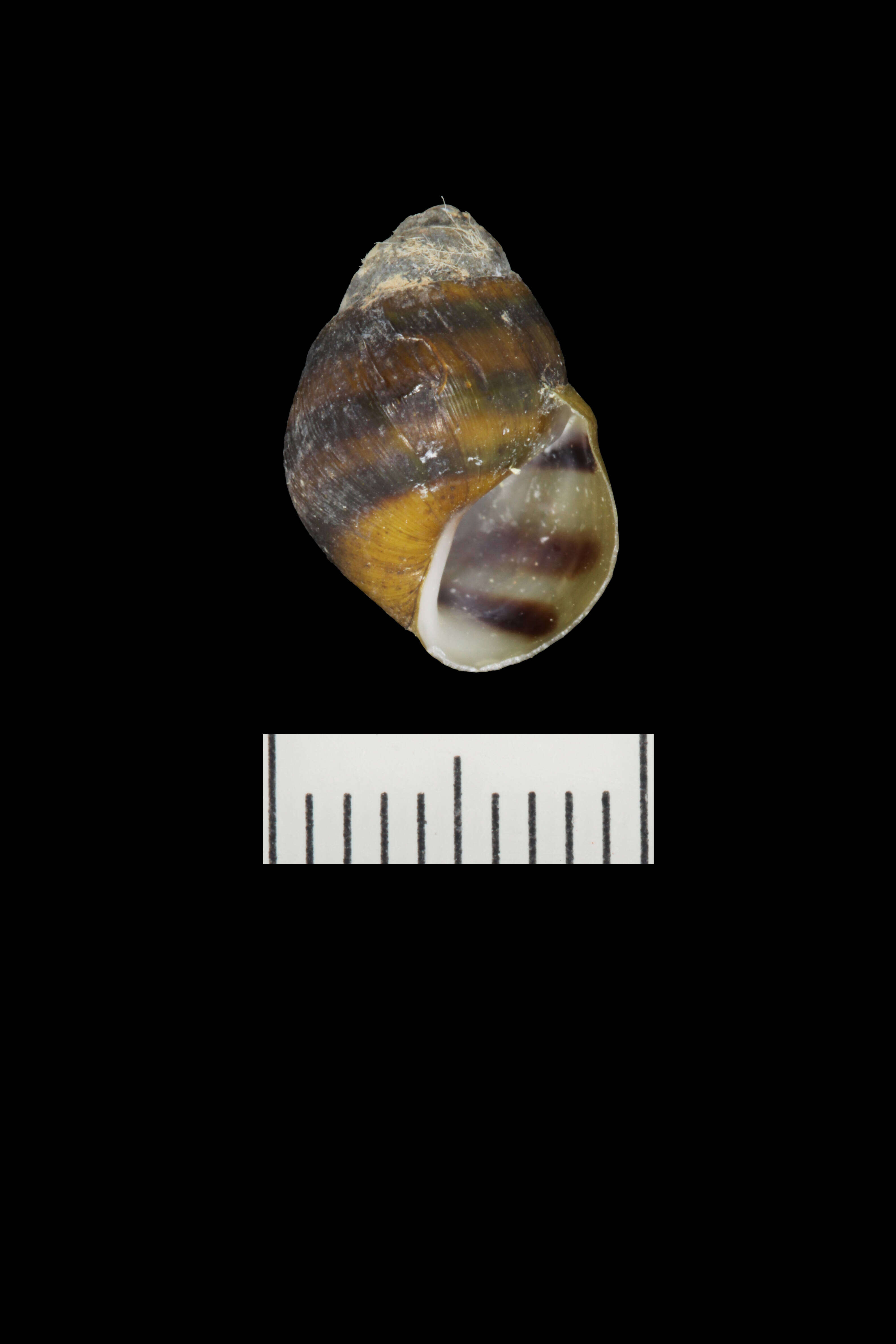 Image of Plicate Rocksnail