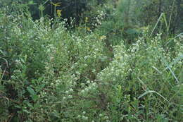 Image of clustered bushmint