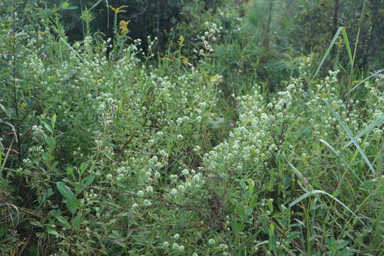 Image of clustered bushmint