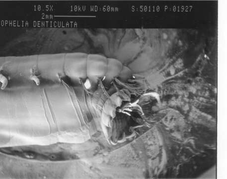 Image of sand bar worm